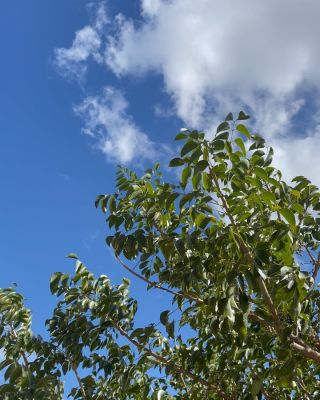 Click to view full size image
==============
d_28429.jpg d_28429.jpg